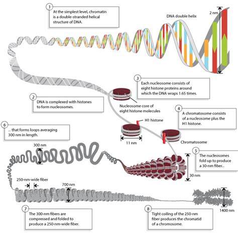 Dna Packaging Nucleosomes And Chromatin Learn Science At Scitable