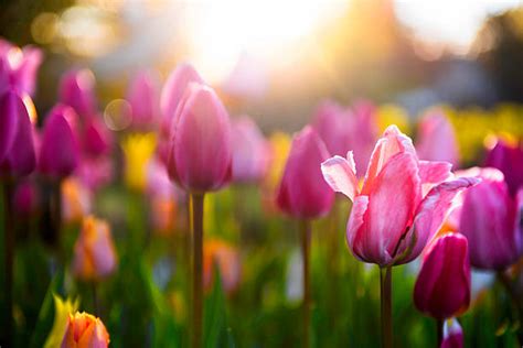 Royalty Free Tulip Pictures Images And Stock Photos Istock