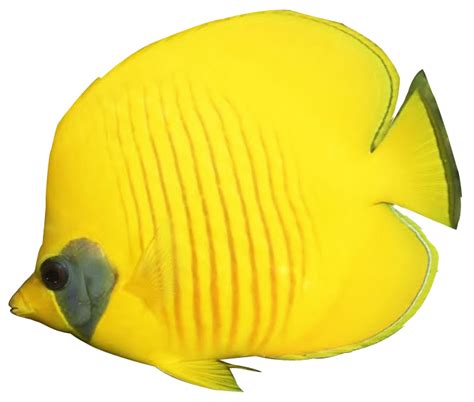 Angelfish Png Background Image Png Mart