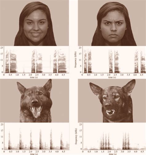New Study Shows Dogs Can Recognize Dog Human Emotions Scinews