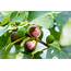 Growing Figs Learn How To Grow A Fig Tree  Better Homes And Gardens