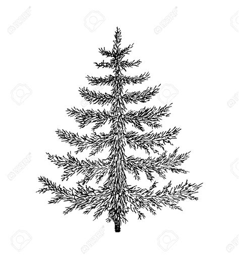 Evergreen Tree Drawing At Getdrawings Free Download