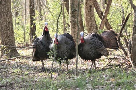 Ohio Fall Turkey Harvest Falls On Hard Times Outdoor News