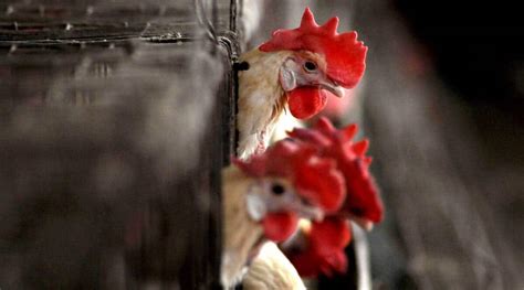 Avian Influenza In Poultry Birds Confirmed In 9 States So Far Govt India News The Indian