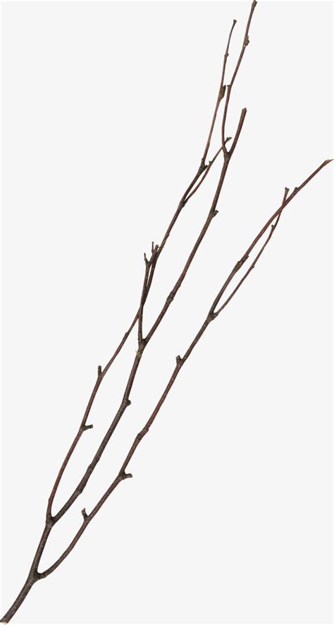 Twigs Clip Art 10 Free Cliparts Download Images On Clipground 2023