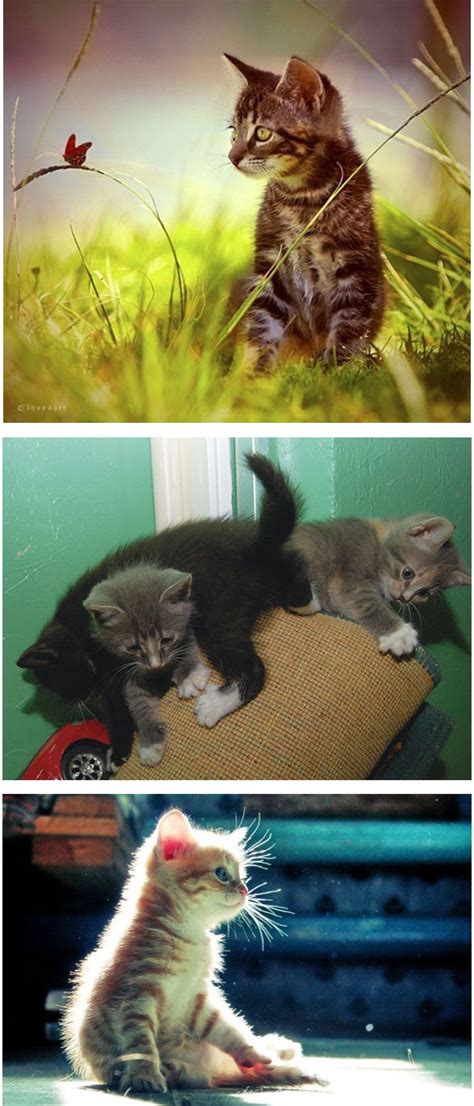 20gambar Koleksi Gambar Kucing Yang Seriusly Cuteness Overload