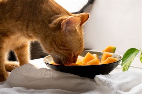 14 Human Foods That Are Safe For Cats To Eat Feline Diet And Health