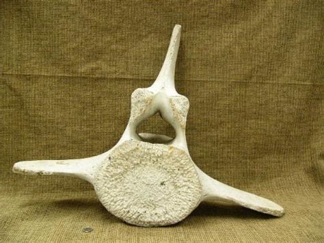 Find the worth of your antique whale teeth whalebone vertebrae baleen. Whale Vertebrae? - Fossil ID - The Fossil Forum