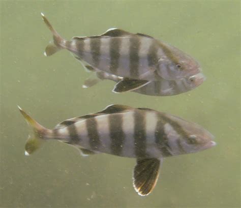 Banded Rudderfish A Guide To North Carolinas Marine Life · Inaturalist