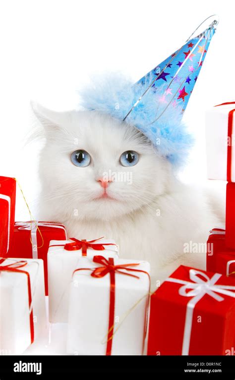 White Cat With Ts Stock Photo Alamy