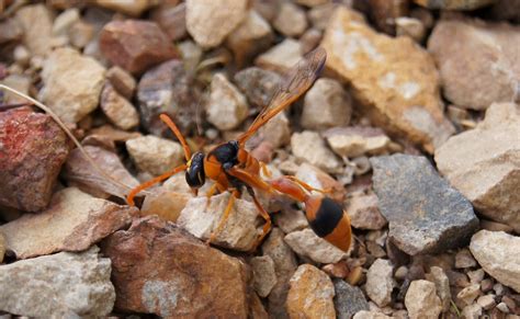 Juvenile Orange Potter Wasp Eumenes Latreilli This Juven Flickr