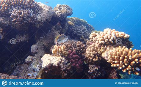 Picassofish In Red Sea Royalty Free Stock Image Cartoondealer Com