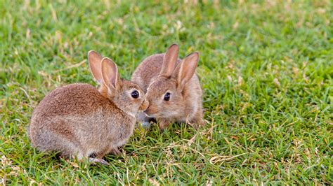 Neutering Your Rabbit Reduce Aggression Vets4pets