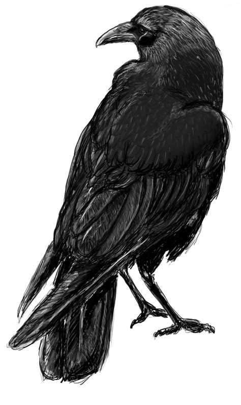 Digital Crow Sketch My Art Pinterest Crows Sketches And Ravens