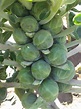 Brassica oleracea (Gemmifera Group) (Brussels Sprouts, Sprouts) | North ...