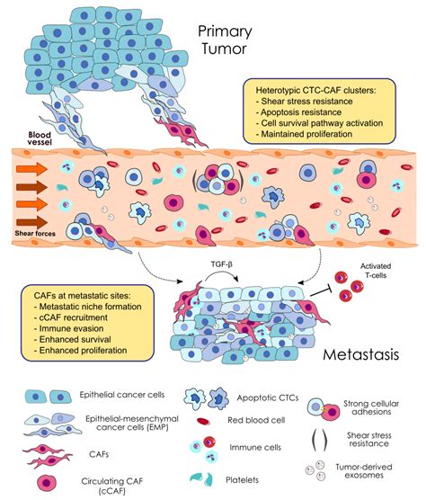 Cancers Free Full Text Dangerous Liaisons Circulating Tumor Cells