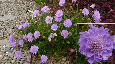 Scabiosa Caucasica Perfecta Blue Karins Garden