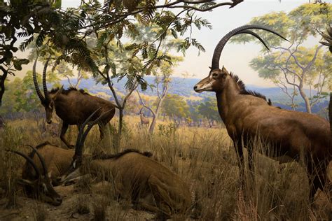 Giant Sable Antelope American Museum Of Natural History N Flickr