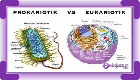 Perbedaan Sel Prokariotik Dan Sel Eukariotik Pada Makhluk Hidup Dengan
