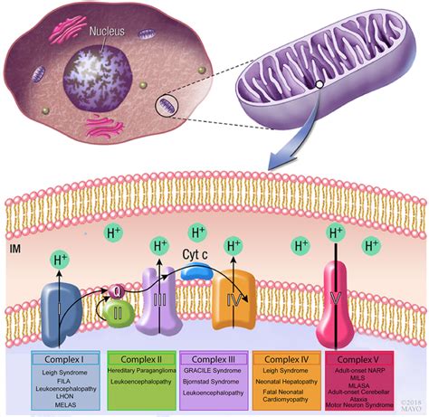 Schematic Drawing Of The Mitochondrial Respiratory Chain Complex I