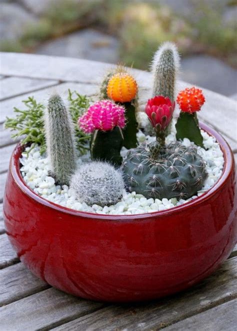 15 Créatives Et Uniques Mini Cactus Jardins