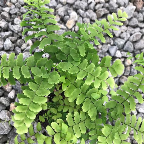 Adiantum Pedatum Maidenhair Fern 35 Pot Little Prince To Go