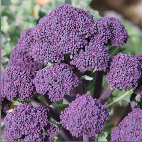 100 Seeds Early Purple Sprouting Broccoli Heirloom Non Gmo Rare Usa