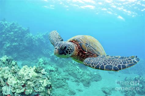 Cute Sea Turtle Photograph By Mike Swiet