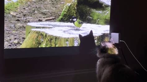 Cat Catches Birds On The Wall Youtube