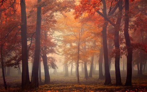Foggy Forest Autumn Wallpapers Wallpaper Cave