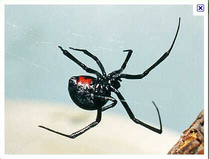 They are poisonous and well just plain creepy. I'm Making It Day by Day!: Black Widows, and What Men Can ...