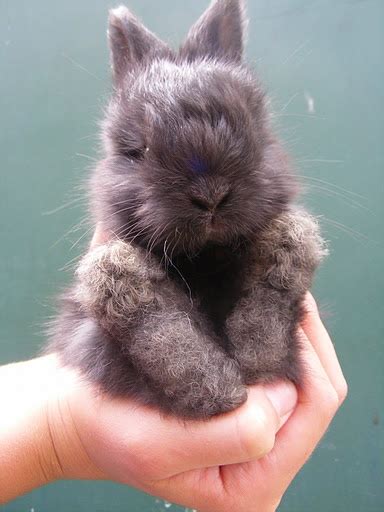 Bunny has an extensive and extremely flexible face. 37 best Angora rabbits images on Pinterest | Angora rabbit, Bunnies and Bunny rabbits