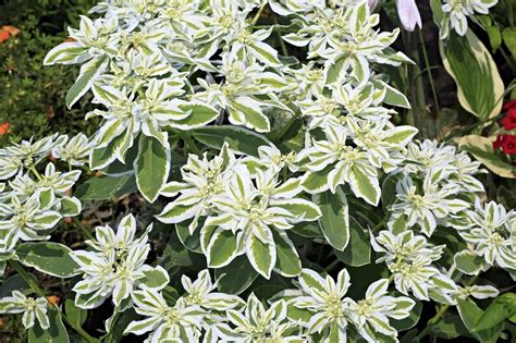 Snow On The Mountain 50 Seeds Euphorbia Marginata Etsy