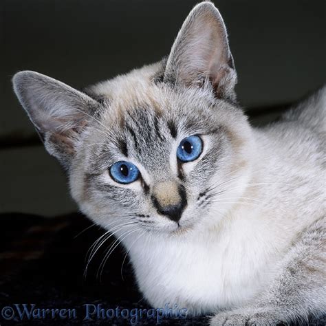 Portrait Of Tabby Point Siamese Cat Photo Wp17288