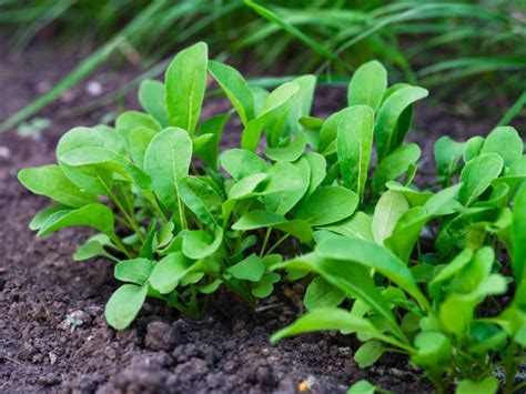 6800 Arugula Growing Stock Photos Pictures And Royalty Free Images