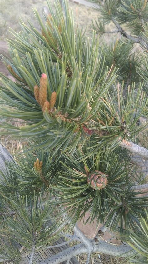 Mexican Pinyon Pine Pinus Cembroides On Mount Locke In The Davis