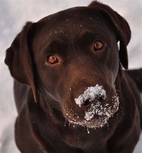 12 Reasons Why You Should Never Own Labradors