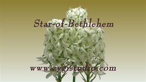 Star of bethlehem flower uses. Opening White "Star-of-Bethlehem" flower. - YouTube
