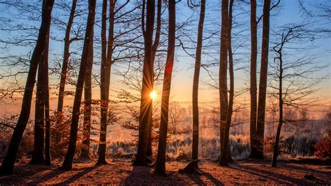 Picture Rays Of Light Sun Autumn Nature Forest Sunrise And 2560x1440