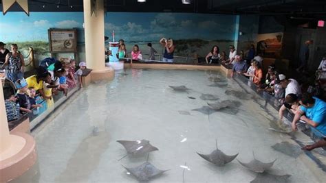 Stingray Beach — Where Visitors Can Reach Out And Touch Sea Critters
