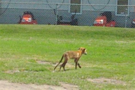 Pet groomers, pet training, pet stores. Photo showing supposed cougar actually a fox, says ...