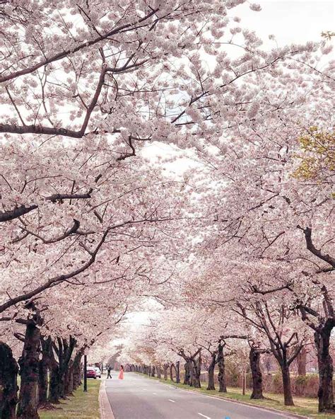 The Best Places To Photograph Cherry Blossoms In Washington Dc