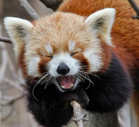 Adorable Red Pandas Caught On Film Baby Animal Zoo