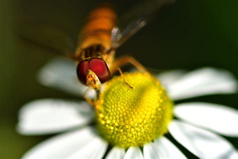 昆虫たちの」季節-Ⅴ by ruuki （ID：8665182） - 写真共有サイト:PHOTOHITO