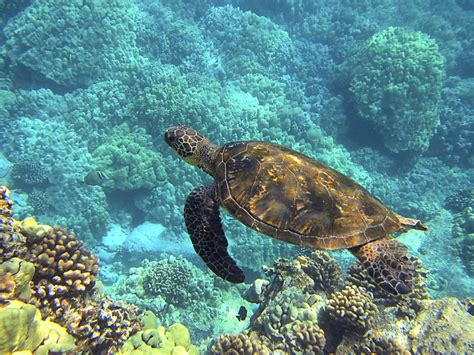 Sea Turtle Habitat Sea Turtle Facts And Information