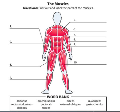 Major Muscles Of The Torso Deep And Superficial Muscle Anatomy Poster