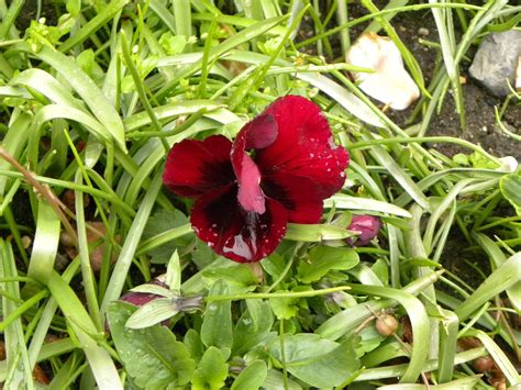 Red Bloom In Grass Free Photo Download FreeImages