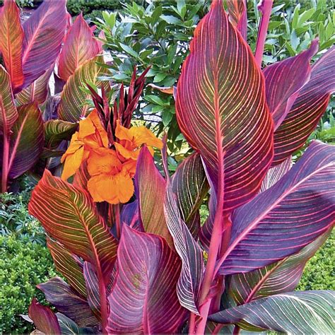Garden State Bulb Pot Tropicanna Canna Lily L10956 At Lowes Com