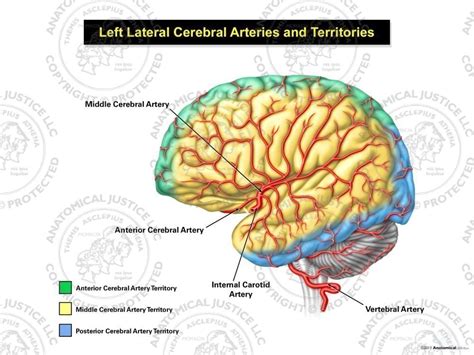 Anterior Cerebral Artery Anatomy Function And Signifi Vrogue Co