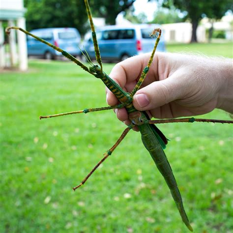 Weird Insects Found In Australia Western AllPest Services Pest Control Specialist In